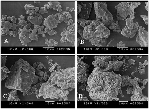 Figure 4. SEM images of (A) free PXM, (B) skimmed milk powder, (C) physical mixture and (D) inclusion complex.