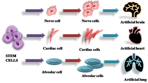Figure 9. Functionalization of stem cells in bionic organs.