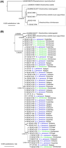 Figure 2. Bayesian analysis tree (50% majority-rule consensus) of the mitochondrial data-set (ND2 and ND4; 1730 bp). (A) Phylogenetic relationships of Oreotrochilus chimborazo and closely related taxa. The clade inside the grey box, (O. melanogaster + O. estella (Lagunillas)) + O. chimborazo, is expanded in (B) to show all sampled individuals within O. chimborazo. Values of clade support are shown close to the clade root: Posterior Probabilities (Bayesian Infenrence)/bootstrap values (maximum likelihood.