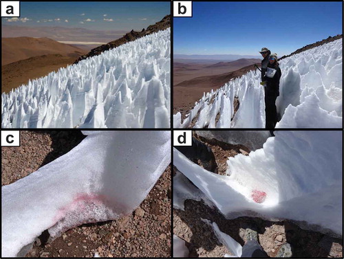 Figure 1. (a, b) Photographs of Llullaillaco penitente field at 5,277 m a.s.l., Jack Darcy and Lara Vimercati are pictured for scale in (b). (c, d) Closeup pictures of red patches in penitente ice close to the tephra ground. Figure 1c and 1d have been modified with Adobe Photoshop CS5 to enhance the color of the red patch. Input levels of the image were adjusted using the quick selection tool to select the area of interest (red ice) and selective color percentages were adjusted by increasing magenta and yellow to make the red ice stand out. Photos by G. Zimmerman and S. K. Schmidt.