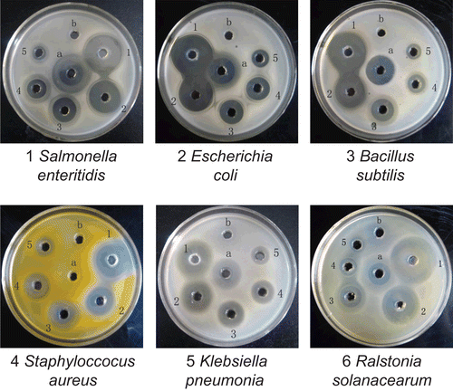 Figure 6.  Antimicrobial activity of hinokitiol at different concentrations. Concentrations of hinokitiol for wells 1–5 were 10, 5, 2.5, 1.25, and 0.625 mg/mL, respectively. a, positive control with 2000 U/mL of streptomycin sulfate for bacterium; b, negative control with DMSO.