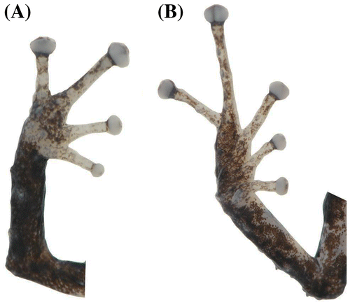 Figura 4. Pristimantis albujai sp. nov. (DHMECN 12245). (A) Vista palmar de la mano; (B) vista plantar del pie. Longitud del pie 7.9 mm.