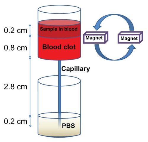 Figure 2 An ex vivo thrombolysis model for determining the thrombolysis efficacy of tissue plasminogen activator.Abbreviation: PBS, phosphate-buffered saline.