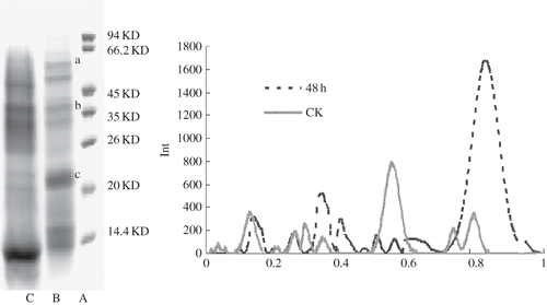 Figure 9 SDS-PAGE pattern and scanning profile of soluble protein factions of BR and GBR. Note: Lane A∼C represents the molecular weight markers, the soluble protein from BR, and the soluble protein from GBR.