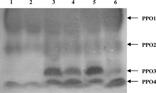 Figure 5.  Native PAGE profile of PPO induced in response to challenge inoculation of M. phaseolina in black gram. One hundred micrograms equivalent of protein was loaded on each lane. Lane 1, Control challenged with pathogen; Lane 2, Healthy control; Lane 3, Endo2 challenged with pathogen; Lane 4, Endo2 alone treated plants; Lane 5, Endo35 challenged with pathogen; Lane 6, Endo35 alone treated plants.