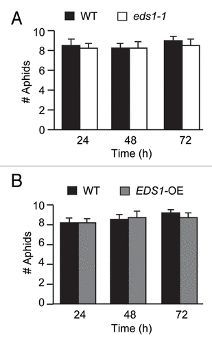 Figure 1.EDS1 is not required for plant choice by insect. Choice assay: Twenty adult apterous (wingless) aphids were released at the center of each pot containing one WT accession Wassilewskija (Ws-0) and one eds1–1 plant (A), or one WT Ws-0 and one EDS1-OE plant (B), equidistant from the two plants. The numbers of released insects that had settled on plants of each genotype was determined at 24, 48 and 72 h post release. Values are the average of aphid counts on a minimum of eight plants of each genotype for each time point. Error bars represent SE. The means were separated using pooled χ2 test. There were no significant difference between insect numbers on the WT and the eds1–1, or WT and the EDS1-OE plants. The experiments in A and B were independently conducted two times.