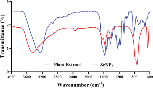 Figure 3. FT‐IR spectrum analysis of green synthesized SeNPs by using fruit extract of V. arctostaphylos (L.) as a capping agent.