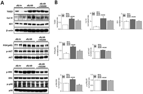 Figure 3. The expression of TGFβ1, type IV collagen, and ED1 increases in diabetic db/db mice, and NS200 suppresses their expression (A, B). The expression of PI3 K (p85), p-AKT, and p-ERK is activated in diabetic db/db mice, and this change is inhibited by NS200. However, p-p38 protein expression does not show any difference among the three groups (A, B). Col 4, type IV collagen. p-AKT/AKT means the ratio of p-AKT to total AKT expression. p-ERK/ERK means the ratio of p-ERK to total ERK expression. p-p38/p38 means the ratio of p-p38 to total p38 expression. Values are expressed as ± SEM. *p < 0.05 db/m mice with vehicle vs db/db mice with vehicle, ***p < 0.001 db/m mice with vehicle vs db/db mice with vehicle, ##p < 0.01 db/db mice with vehicle vs db/db mice with NS200, ### p < 0.001 db/db mice with vehicle vs db/db mice with NS200