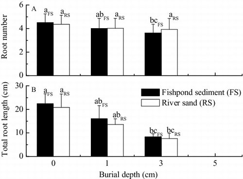 Figure 4. Effects of burial by fishpond sediment and river sand on (A) root number per plant and (B) total root length per plant of seedlings of V. natans after germination (mean ± SE). Values with the same lowercase in treatments of the same sediment type are not significantly different according to results of one-way ANOVA with Duncan's test at p = 0.05.