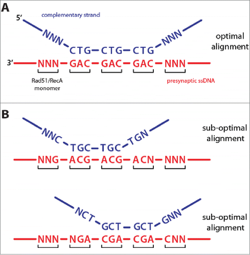 Figure 3. Protein register and base triplet pairing. (A) Optimized alignment register that maximizes base triplet pairing interactions for an example where the complementary dsDNA strand (blue) harbors 9 nucleotides of microhomology that are complementary to the presynaptic ssDNA (red). For clarity, the non-complementary dsDNA strand is not shown. “N” corresponds to any non-complementary nucleotide. (B) Two alternative alignment registers for the same DNA sequences will yield sub-optimal triplet pairing interactions. Details are presented in the main text.