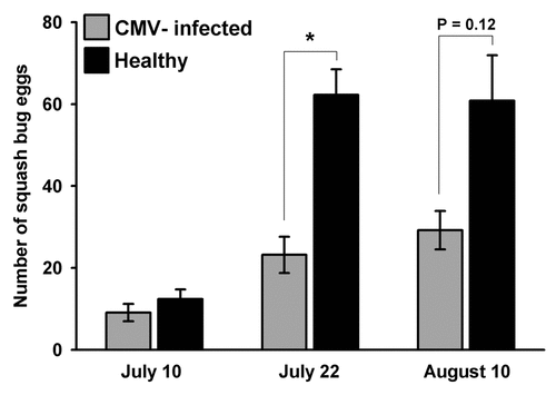 Figure 2 Mean number of squash bug eggs on CMV-infected and healthy squash in field plots over the egg-laying period of over-wintered squash bug adults. Analysis by Kruskall-Wallis test indicates that healthy plants had significantly more eggs on July 22nd (H = 19.63 DF = 1 p = 0.000) and a similar trend persisted on August 10th (H = 2.40 DF = 1 p = 0.121).