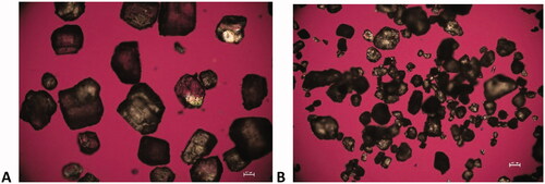 Figure 6. Polarized light microscopy of dextrose from (A) supplier 1 and (B) supplier 2 (scale bar = 100 µm).