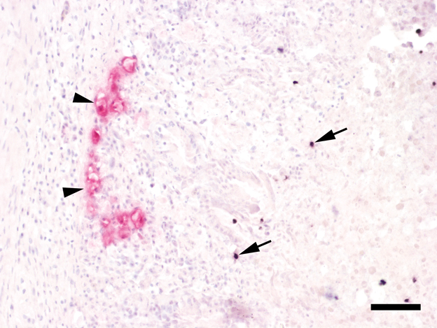 Figure 4.  Tissue section from the caecum of the turkey. Left: H. meleagridis stained in red (arrowheads) invade the mucosal tissue. Right: scattered T. gallinarum stained dark purple (arrows) can be seen closer to the caecal lumen. Double-coloured ISH. Bar = 50 µm.