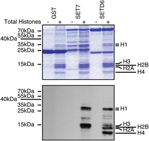 Figure 1. SETD6 methylates histones. Recombinant KMTs were used to modify histones isolated from calf thymus in the presence of 3H-SAM. Samples were analysed by SDS-PAGE, then either stained with Coomassie (top panel) or transferred to PVDF membrane and autoradiographed (bottom panel).