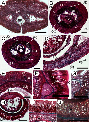 Figure 3 Tubulanus mawsoni (Wheeler, Citation1940) comb. nov.A, Transverse section at the proboscis pore showing the dorsoventral fibres in cerebral lacunae. B, Transverse section through the posterior rhynchodaeal region showing the glandular cells shared by the epidermis and the rhynchodaeal epithelia. C, Transverse section through the cerebral region at level of the proboscis insertion. D, Transverse section through the rhynchodaeal region showing the connection between rhynchodaeal and epidermal serous glands (arrowhead). E, Transverse section through the buccal region; note two different types of epidermal glands. F, Transverse section through the foregut region, at what would be the level of the fixation band. G, Transverse section through the anterior buccal region showing the buccal nerve. H, Transverse section through the foregut region showing the muscular plate (MP). I, Transverse section through the intestinal region, arrowhead points to the dorsal muscle cross. J, Transverse section through the intestinal region, arrowhead points to the ventral muscle cross. BM, basal membrane; BN, buccal nerve; BS, blue-staining mucous cell; CL, cephalic blood lacuna; CN, cephalic neural layer; DG, dorsal ventral ganglion; CP, connective tissue processes; EP, epidermis; IC, body-wall inner longitudinal muscle layer; IC, body-wall inner circular muscle layer; LB, longitudinal muscles below horizontal transverse muscles; LM, body wall longitudinal muscle layer; LN, lateral nerve cord; MC, mucous cell; OC, body wall outer longitudinal muscle layer; PS, pink-stained serous glandular cell; PN, proboscis nerve; PP, proboscis pore; PR, proboscis; RC, rhynchocoel; RD, rhynchodaeum; RS, deep red-staining cell; UD, upper mid-dorsal nerve; VG, ventral cerebral ganglion; WE, weak red-staining cell. Scale bars: 100 µm.