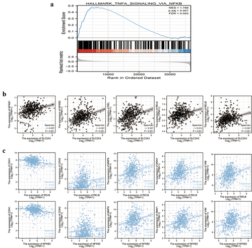 Figure 5. SLC2A3 expression was associated with NF-κB, and NF-κB was associated with EMT gene signatures in TCGA-HNSC. (a) GSEA of DEGs between the low and high SLC2A3 expression groups from TCGA-HNSC for NF-κB signaling. NES: normalized enrichment score. FDR: false discovery rate. (b) Correlation between SLC2A3 and the expression of NF-κB1, NF-κB2, REL, RELA and RELB. (c) Both RELB and NF-κB2 were positively correlated with the expression of N-cad, vimentin, Snai1 and MMP9 and negatively correlated with the expression of E-cad.