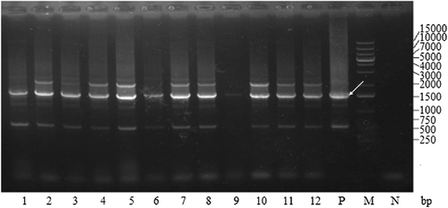 Figure 5. Colony PCR analysis of recombinant GS115 strains after electroporation. Lanes 1–12, GS115/pPIC9KTS2T; P, GS115/pPIC9K PCR product; M, DL15000 DNA Maker; N, GS115 PCR product.
