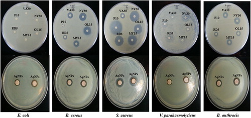 Figure 6. Antimicrobial activity of nanoparticles in comparison with antibiotics against Escherichia coli [ATCC 10798], Bacillus cereus [ATCC 14579], Staphylococcus aureus [ATCC 6538], Vibrio parahaemolyticus [ATCC 33844], and Bacillus anthracis [NCTC 10340]. Note: MY15; lincomycin- 15 μg/disc, OL15; oleandomycin-15 μg/disc, NV30; novobiocin-30 μg/disc, VA30; vancomycin-30 μg/disc, P10; penicillin G-10 μg/disc, RD5; rifampicin-5 μg/disc, silver nanoparticles; silver nanoparticles-50 μL (100 mg/L).