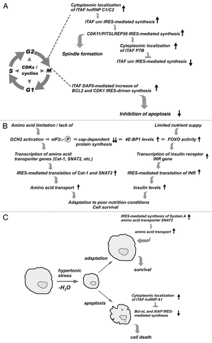 Figure 2 Adaptation to physiological or pathological stress involves regulation of IRES-mediated translation: model pathways where the competitive action of ITAFs determines cell fate. (A) Coordinated changes in the subcellular localization of ITAFs controls IRES-mediated translation of specific mRNAs during mitosis. (B) Adaptation to limited amino acid or nutrient availability involves transcriptional and translational mechanisms that amplify insulin signaling and amino acid transporter levels. (C) Adaptive (pro-survival) and apoptotic cellular responses to hyperosmolar stress involve regulation of IRES-mediated translation. Increased expression of the System A amino acid transporter SNAT2,Citation109 restores cell volume and promotes survival. Cytoplasmic localization of the ITAF HnRNP A1 during hyperosmolar stress represses IRES-mediated translation of anti-apoptotic mRNAs and promotes apoptosis.