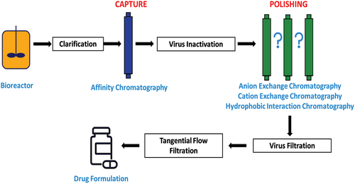 Figure 3. A typical process flow diagram for purification of mAbs, where the polishing steps indicated by the question marks may involve one of several types of chromatography.