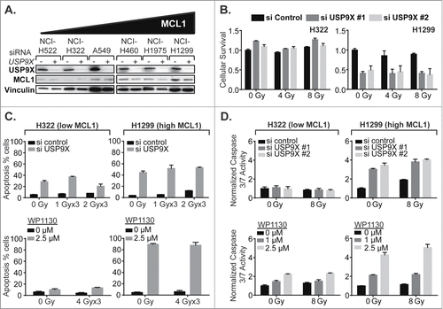 Figure 5. USP9X inhibition impacts apoptotic cell death in NSCLC cells expressing high but not low MCL1. (A) Western blot showing effect of USP9X siRNA knockdown on MCL1 expression in cell lines arranged by basal MCL1 expression. (B) Luminescent cell viability assays in a low MCL1 expressing line, NCI-H322 (left), compared to a high MCL1 expressing line, NCI-H1299 (right), treated with IR with or without USP9X siRNA knockdown. Error bars represent standard deviation. (C) Apoptosis in a low MCL1 expressing line, NCI-H322 (left), compared to a high MCL1 expressing line, NCI-H1299 (right), measured as a percentage of cells staining positive on flow cytometry for annexin V-FITC following fractionated IR over 3 consecutive days with or without USP9X siRNA knockdown (top) or WP1130 treatment (bottom). Error bars represent standard deviation. (D) Caspase 3/7 activity in NCI-H322 (left) and NCI-H1299 (right) cells measured by Caspase-Glo 3/7 luminescent assay (Promega) following single fraction IR with or without USP9X siRNA knockdown (top) or WP1130 treatment (bottom). Error bars represent standard deviation.