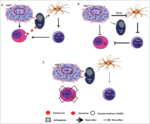 Figure 1. IKKβ activity in myeloid cells is required for rejection of allogenic melanoma and CD8+ T cells are important in this rejection. Knockout of IKKβ in myeloid cells confers a protumor phenotype to immune cells with enhanced tumor growth. Constitutive activation of IKKβ (CA) in myeloid cells blocks melanoma tumor outgrowth.