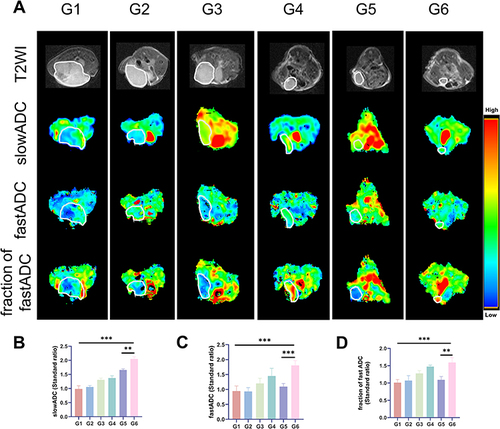 Figure 5 MRI evaluation of nude mice treated with PBS (G1), PDN (G2), olaparib and novobiocin (G3), NPDN (G4), OPDN (G5) or ONPDN (G6). (A) In vivo T2WI imaging and pseudocolor images of slowADC, fastADC, and fraction of fastADC obtained in nude mice treated with PBS (G1), PDN (G2), olaparib and novobiocin (G3), NPDN (G4), OPDN (G5) or ONPDN (G6). Normalized ratios of (B) slowADC (C) fastADC (D) fraction of fastADC. Data are expressed as mean ± SD (n = 4).**P < 0.01; ***P < 0.001.