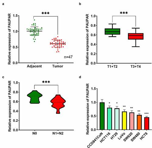 Figure 1. Low expression of PAUPAR in CRC correlated with poor clinical indicators