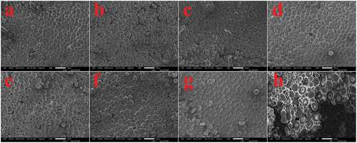 Figure 2. SEM of cross-section of each kind of wool.