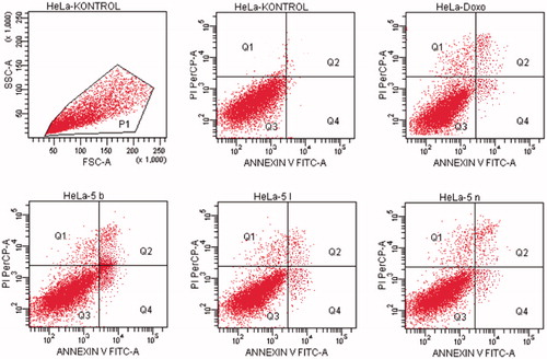 Figure 11. The flow cytometric analysis diagram of compounds 5 b, 5 l, 5n and doxorubicin for HeLa cell line.