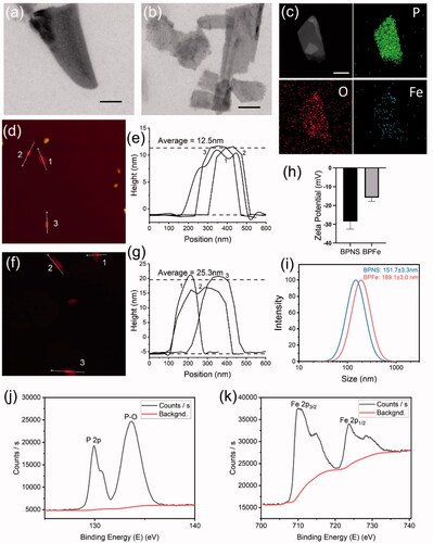 Figure 2. Characterization of BPFe. (a) TEM image of BPNS (scale bar = 100 nm); (b) TEM image of BPFe (scale bar = 100 nm); (c) EDS mapping images of BPFe (scale bar = 100 nm); AFM image (d) and height analysis (e) of BPNS; AFM image (f) and height analysis (g) of BPFe; (h) Zeta potential of BPNS and BPFe; (i) Particle size distributions of BPNS and BPFe; (j) P 2p scan of XPS survey on BPFe; (k) Fe 2p scan of XPS survey on BPFe.