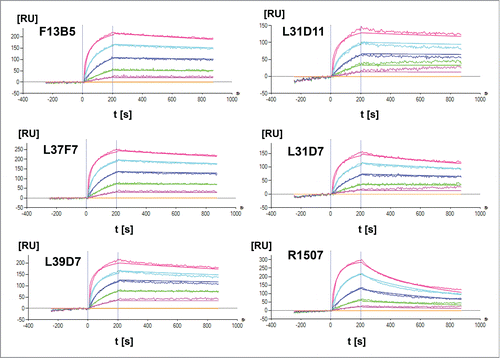Figure 2. Surface plasmon resonance analysis of R1507 affinity maturation. Kinetic rate constants ka and kd as well as affinity (KD) of affinity-matured Fab fragments were measured by SPR using a ProteOn XPR36 (BioRad) instrument at 25°C. An anti-Fab capture antibody was immobilized on a GLM chip to capture purified Fab fragments of affinity-matured clones and a R1507 control Fab. In a one-shot kinetic assay set-up , human IGF-1R was injected as analyte with an association time of 200s and a dissociation time of 600s in a 3-fold dilution series ranging from 33–0.4 nM. Association and dissociation rates were calculated using a simple 1:1 Langmuir binding model.