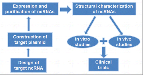 Figure 2. Bioengineering of ncRNA agents for research and therapy. The sequence of target ncRNA is cloned into a target vector. Overexpression of target ncRNA is verified and then purified from total RNAs. Bioengineered ncRNA is subjected to structural characterization, and then used for in vitro and in vivo studies before clinical investigations.