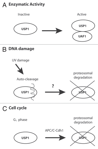 Figure 1 Multiple mechanisms regulate USP1 activity. (A) USP1 requires the association of UAF1 for its full enzymatic activity and protein stability. (B) Upon UV DNA damage, USP1 is auto-cleaved and degraded by the proteasome by an unknown ubiquitin E3 ligase. (C) APC/CCdh1 binds to and degrades USP1 during the G1 phase of the cell cycle.