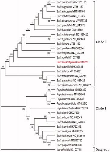 Figure 1. Maximum-likelihood (ML) phylogenetic analysis of 32 complete chloroplast sequences of Salicaceae species using Itoa orientalis as an outgroup with 1000 bootstraps.