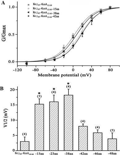 Figure 4.  KcsA C-terminal truncations on the activation of the Kv1.2-KcsA112-160 chimeric channel. (A) Steady-state activation curves for the channel of Kv1.2427- KcsA112-160 and its counterpart with deletions of 15 (Kv1.2427- KcsA-15aa), 38 (Kv1.2427- KcsA-38aa) and 42 (Kv1.2427- KcsA-42aa) amino acids on the C-terminus. The normalized conductance (G/Gmax) is plotted against the membrane potential and fitted with the Boltzmann equation. (B) Statistics on the V1/2 values of Kv1.2427-KcsA112-160 and its counterparts with deletions of different number of amino acids. Significant difference was compared between Kv1.2427-KcsA112-160 and each of the deleted mutant channels.