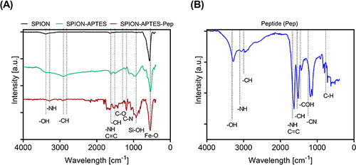 Figure 2 FTIR analysis of (A) SPION without coating, SPION-APTES and SPION-APTES-Pep. (B) Peptide (Pep).