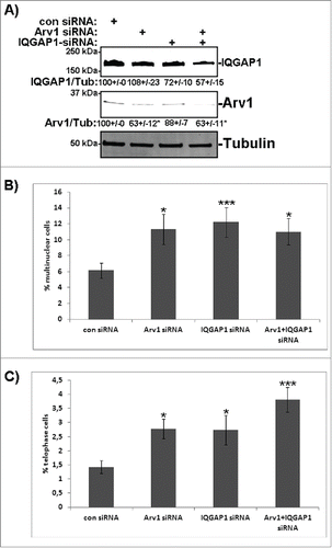 Figure 7. Depletion of Arv1 and IQGAP1 give rise to multinuclear cells. (A) HeLa cells were transfected with siRNA targeting control, Arv1, IQGAP1 or the latter two in combination for 48 hours. Western blot analysis were performed to validate knockdown of IQGAP1 (upper panel) and Arv1 (middle panel), where Tubulin (lower panel) was used as loading control. Densitometric calculation of Arv1 or IQGAP1 expression relative to Tubulin (±S.E) is indicated below the Western blots. The number of multinuclear cells (B) and cells in telophase (C) were quantified in control and Arv1+/− IQGAP1-depleted cells using confocal fluorescence microscopy. The average of at least 3 separate experiments (± S.E) is presented. Statistical significance is reported as ***p<0.01 and *p<0.05.