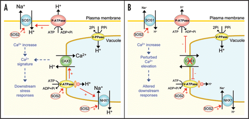 Figure 2 Model of tonoplast Ca2+/H+ exchanger interaction with H+ pumps in response to salt stress. (A) In response to NaCl treatment, an elevation in cytosolic Ca2+ will occur, possibly due to vacuolar Ca2+ release.Citation3 Increased CAX3-mediated Ca2+/H+ exchange activityCitation14 will sequester excess Ca2+ into the vacuole. CAX3 may be involved in the generation of a specific Ca2+ signature that is recognised by the cell to mediate downstream stress responses. In addition, salt stress will lead to upregulation of H+ pumps at both the plasma membrane and the tonoplast (P-ATPase and V-ATPase)Citation25 which will in turn energize Na+/H+ exchange activity encoded by SOS1 and NHX1, promoting Na+ efflux from the cell. Increased V-ATPase activity may also upregulate Ca2+/H+ exchange. Activity of SOS1 requires activation by the kinase SOS2Citation24 which may also regulate tonoplast Na+/H+ exchange and V-ATPase activity.Citation23,Citation24 (B) In a cax3 knockout mutant experiencing salt stress, the cytosolic Ca2+ elevation may be sustained due to reduced vacuolar Ca2+ sequestration and normal salinity-induced Ca2+ signalling pathways may be perturbed. Lack of CAX3 downregulates both P-ATPase and V-ATPase activityCitation14 thereby reducing energization of the plasma membrane and tonoplast Na+/H+ exchangers and reducing Na+ efflux from the cell. Some energization of H+-coupled processes at the vacuole may be maintained by residual H+-pyrophosphatase (V-PPase) activity.