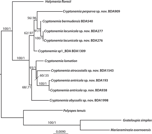 Fig. 3. Maximum likelihood phylogenetic tree of concatenated LSU and rbcL sequences of Cryptonemia and related Halymeniaceae. Support values represent bootstrap proportion/and Bayesian posterior probability. Bootstrap values below 50 and posterior probabilities below 0.60 are not shown.