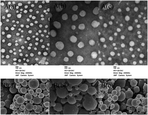 Figure 1. Characterization images of drug-loaded nanoparticles. A(a), A(b) and A(c) are TEM images of QT-loaded PLGA-TPGS nanoparticles (QPTN), QT-loaded PLGA nanoparticles (QPN) and QT/coumarin-6-loaded PLGA-TPGS nanoparticles (QCPTN), respectively (200 000×); B(a), B(b) and B(c) are SEM images of QPTN, QPN and QCPTN, respectively (30 000×).