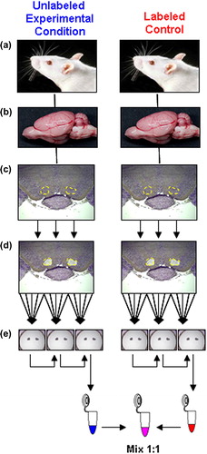 Figure 1. Isolation of specific brain regions from labeled and unlabeled rats. (a) Male F1 generation rats fed either control or isotopically labeled lysine–enriched chow (see Materials and Methods). (b) Rat brain regions are surgically isolated. (c) Ventral tegmental area (VTA; outlined in yellow) is removed, stained, and cut into defined volumes. (d) LCM produces five sections per slice (outlined in yellow), by laser-melding onto MacroCaps (see Materials and Methods). (e) Three MacroCaps are used per single sample, three rats and five slices per Macrocap. (f) Protein eluates are produced by serially extracting each group of MacroCaps in the same 100 μL of extraction buffer (see text).