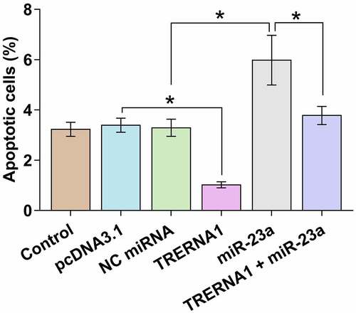 Figure 4. Analysis of the role of TRERNA1 and miR-23a in KGN cell apoptosis. KGN cell apoptosis after the overexpression of TRERNA1 and/or miR-23a was analyzed with cell apoptosis assay.Data presented was values of mean ±SD of three biological replicates. *p < 0.05.