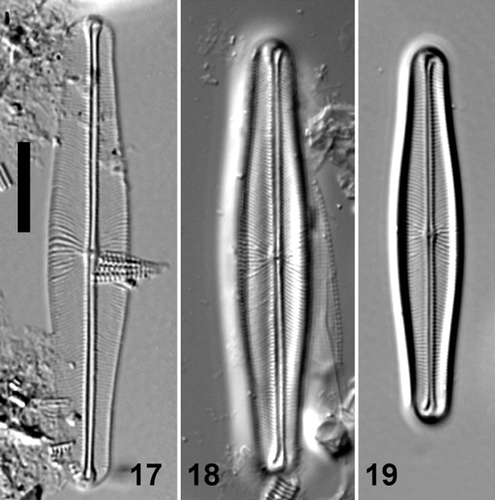Figs 17–19. Light micrographs of valve views of Envekadea (Navicula) pseudocrassirostris from Eleusis (Athens, Greece). Scale bar: 10 µm.