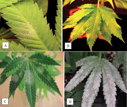 Fig. 5 (Colour online) Symptoms and development over time of powdery mildew on cannabis leaves. (a, b) Young leaves; (c, d) Mature leaves. Characteristic white mycelium and sporulation are evident.