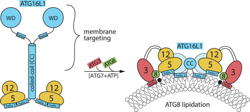 Figure 1. Schematic depiction of ATG12–ATG5-ATG16L1 complex in solution, and bound to target membrane recruiting the ATG3–ATG8 conjugate. Regions of importance for the function of ATG16L1 are indicated. It is not known if the amphipathic α-helix (designated as ‘helix 2’) is present already in the soluble complex and interacts in the dimer (as found in crystal structures), or is formed only when the complex partially inserts into the membrane. The C terminus of ATG16L1 is thought to mediate specific membrane targeting, both through protein-protein interactions and through β-isoform-specific membrane binding.