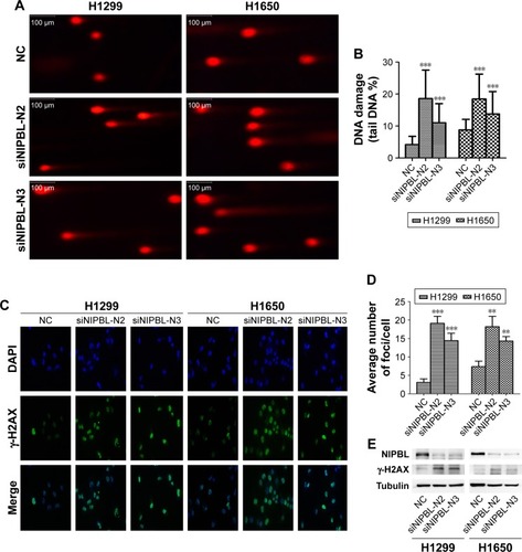 Figure 1 Knockdown of NIPBL aggravates DNA damage and increases the level of DSBs in lung cancer cells.