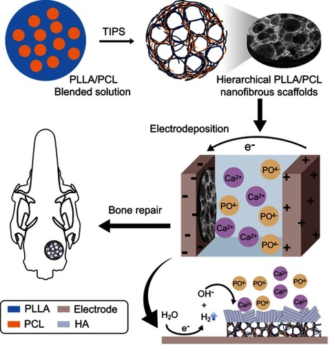 Scheme 1 Hydroxyapatite-coated PLLA/PCL hierarchical nanofibrous scaffold fabricated via a one-pot thermally induced phase separation (TIPS) and electrochemical deposition (ED) technique.Abbreviations: HA, hydroxyapatite; PLLA, poly(l-lactic acid); PCL, poly(ε-caprolactone). 