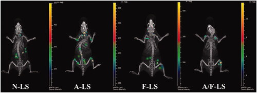 Figure 4. Biodistribution of various liposomes containing Cy5.5 in mice bearing MDA-MB-231 tumors determined by an IVIS Spectrum-CT (Ke et al., Citation2017).