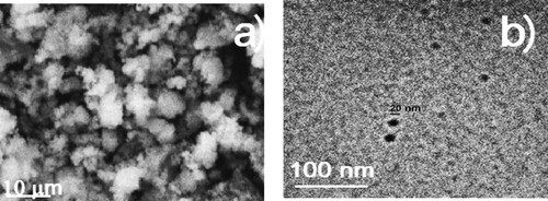 Figure 2. (a) SEM and (b)TEM micrographs of CeO2 NPs.